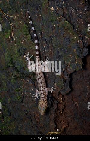 Ein Inger gebogen-toed Gecko (Cyrtodactylus pubisulcus) jagen in der Nacht im Gunung Mulu National Park, Sarawak, Malaysia, Borneo Stockfoto