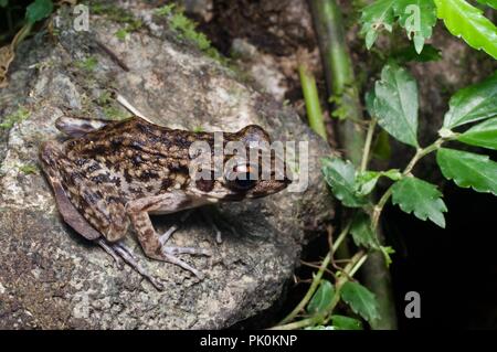 Eine grobe-seitig Frosch (Pulchrana Glandulosa) auf dem Waldboden in Gunung Mulu National Park, Sarawak, Malaysia, Borneo Stockfoto