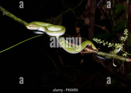 Ein Bornesischen gekielt Bambusotter (Tropidolaemus subannulatus) in der Nacht im Gunung Mulu National Park, Sarawak, Malaysia, Borneo Stockfoto