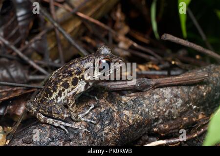 Eine grobe-seitig Frosch (Pulchrana Glandulosa) auf dem Waldboden in Gunung Mulu National Park, Sarawak, Malaysia, Borneo Stockfoto