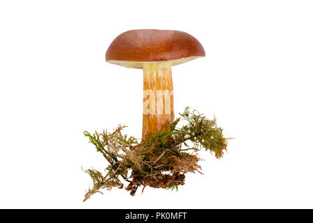 Mushroom Bay Bolete isoliert auf dem weißen Hintergrund Stockfoto