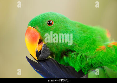 Eclectus Parrot - Eclectus roratus, schöne bunte Papagei aus indonesischen Wälder und Forsten, Neuguinea. Stockfoto