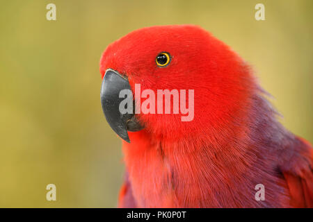 Eclectus Parrot - Eclectus roratus, schöne bunte Papagei aus indonesischen Wälder und Forsten, Neuguinea. Stockfoto