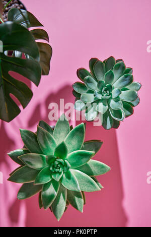Die Ansicht von oben Zusammensetzung mit Zwei immergrüne sukkulente Pflanzen Eichveria, Philodendron Monstera Pflanze auf einem rosa Hintergrund mit Schatten von Pflanzen. Stockfoto
