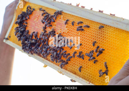 Frames von einem Bienenstock. Imker, die eine Wabe voll mit Bienen Stockfoto