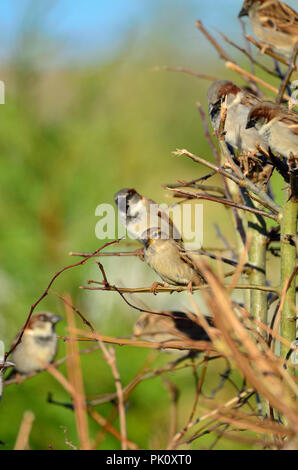 Haussperling (Passer domesticus) Männer und eine Frau, in einer Hecke, England, Großbritannien Stockfoto