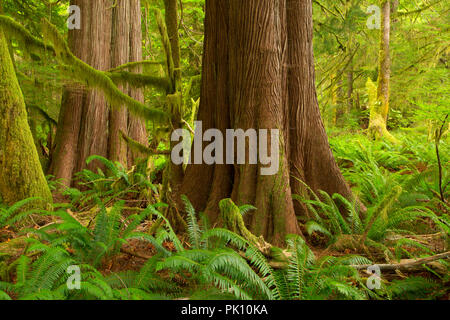 Western Red Cedar trunk entlang Kanu Creek Giant Cedar Trail, Clayoquot regionalen Bezirk, British Columbia, Kanada Stockfoto