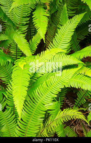 Rotwild Farn, Wild Pacific Trail, Amphitrite Point Park, Ucluelet, British Columbia, Kanada Stockfoto