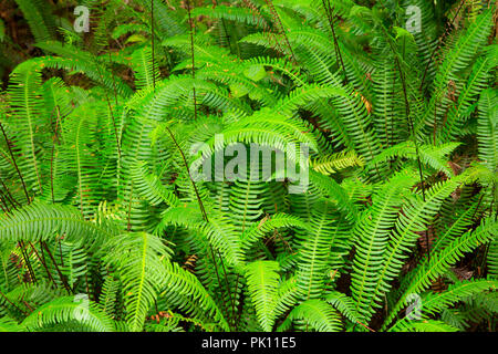 Rotwild Farn, Wild Pacific Trail, Ucluelet, British Columbia, Kanada Stockfoto