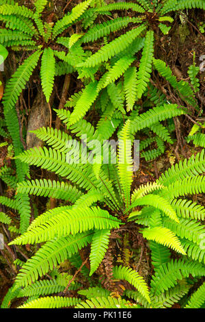 Rotwild Farn, Wild Pacific Trail, Ucluelet, British Columbia, Kanada Stockfoto