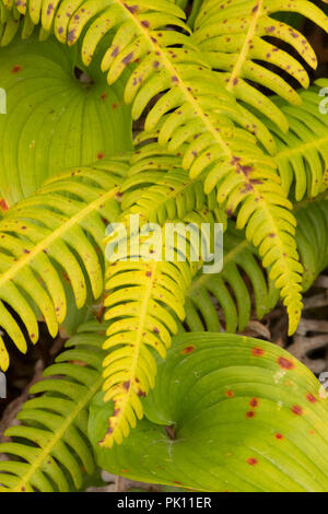 Rotwild Farn, Wild Pacific Trail, Ucluelet, British Columbia, Kanada Stockfoto