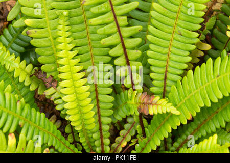 Rotwild Farn, Wild Pacific Trail, Ucluelet, British Columbia, Kanada Stockfoto