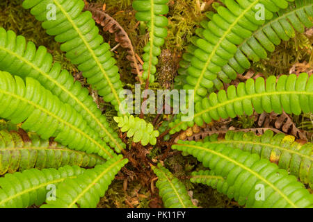 Rotwild Farn, Wild Pacific Trail, Ucluelet, British Columbia, Kanada Stockfoto