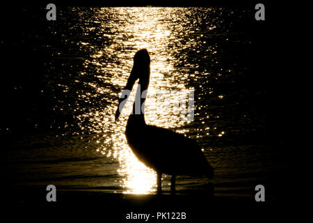 Australischer Pelikan - Kalbarri - Australien Stockfoto