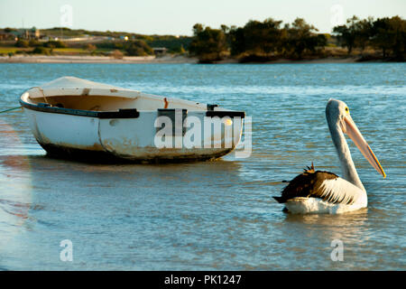 Australischer Pelikan - Kalbarri - Australien Stockfoto