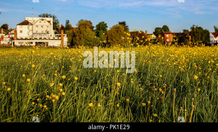 Die Mühle in der Wiese Stockfoto