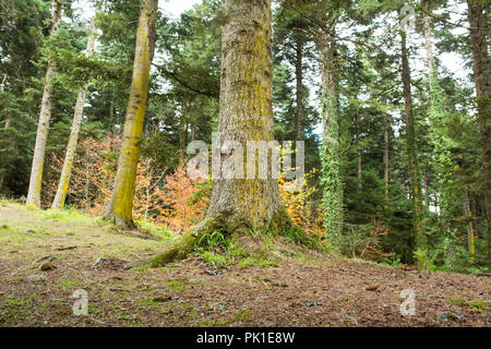 Großer Baum im grünen Wald. Schöne Natur Szene. Stockfoto