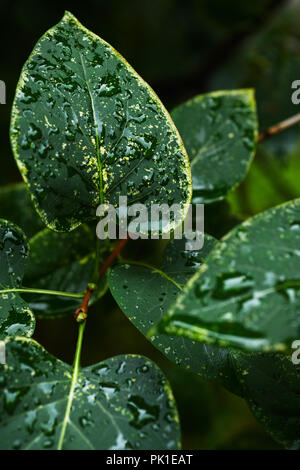 Nasses Laub von Bush Stockfoto