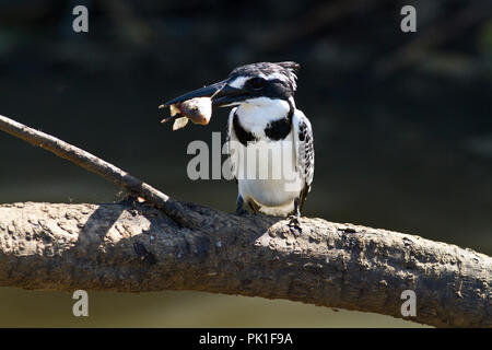 Eine weibliche Pied Kingfisher eine kleine Tilapia in einer spektakulären Tauchen Tauchen gefangen nach einer kurzen Schweben, sie kehrt dann an einen bevorzugten Barsch zu t stun Stockfoto