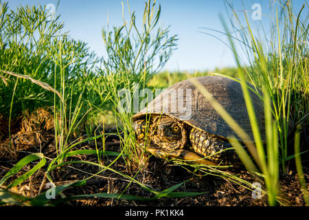 Europäische turtle Sumpf im grünen Gras im Sommer Tag in der Natur. Sumpfschildkröte Stockfoto