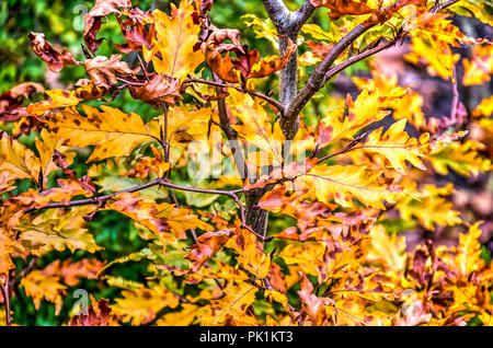 Mehrere Niederlassungen eines kleinen Eiche Baum im Herbst mit Blättern in den Farben gelb und braun Stockfoto