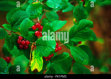 Rote giftige Beeren, Wolf Beeren, Belladonna, Wolfshund, auf grünem Moos im Herbst Wald Stockfoto