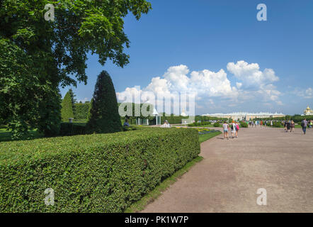 Die Aussicht auf eine rasierte Bush im Park von Peterhof Stockfoto