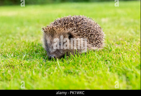 Igel, native, wild, UK juvenile Igel im Garten Lebensraum. Wissenschaftlicher Name: Erinaceus europaeus. Landschaft. Stockfoto