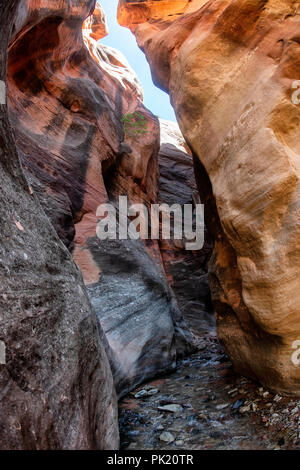 Kanarra Creek Canyon, Kanarraville, Bügeleisen County, Utah, USA Stockfoto