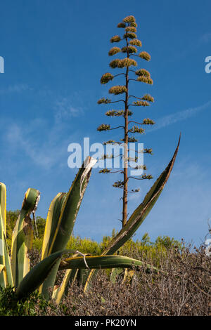 Eine typische alte Big verdorrte'Agave Americana" in der Provence und Südfrankreich Stockfoto