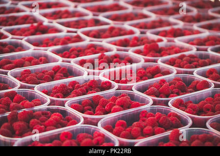 Menge reife rote Himbeeren im Supermarkt. Stockfoto