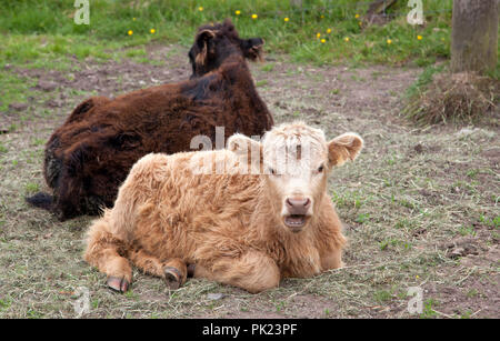 Zwei Highland Kälber liegen in einem Bereich, eine Dun, ein gebiss. Stockfoto