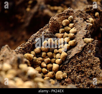 Kleine Seeschnecken auf dem Felsen bei Ebbe Stockfoto