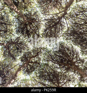 Dichten Pinien Wald Textur Stockfoto