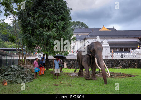 Elefanten angekettet vor dem Tempel des Heiligen Zahns, Kandy, Sri Lanka Stockfoto