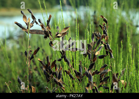 Reifen Samenkapseln auf Besen auf der Seite der Fuß Weg entlang Rivière-du-vincin, Tour du Golfe, Vannes, Morbihan, Bretagne, Frankreich Stockfoto