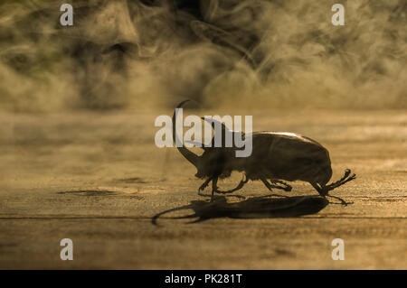 Silhouette von Fünf - Nashorn gehörnten Käfer (Eupatorus gracilicornis) über die woodend mit Rauch auf dem Stumpf, Wurm Farbton Stockfoto