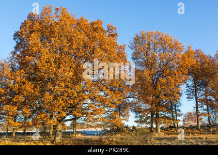 Eichen im Herbst Farben Stockfoto