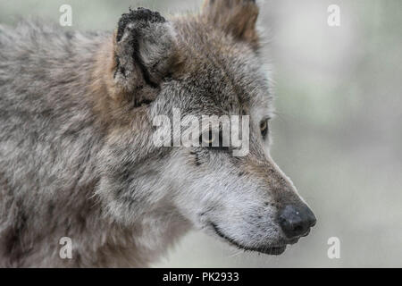 Eine mexikanische Grauer Wolf mit Narben auf seinem rechten Ohr und Gesicht Stockfoto