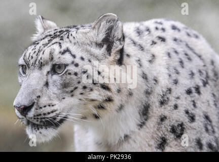 Nahaufnahme eines weiblichen Snow Leopard mit einem intensiven Blick Stockfoto