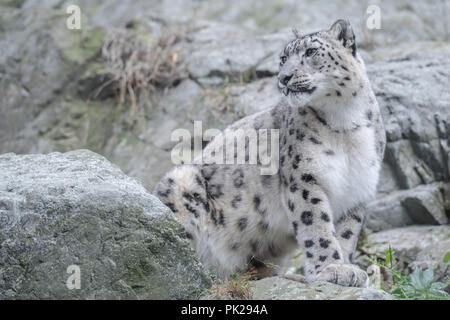 Eine weibliche snow leopard sitzt auf einem Felsen cliff Stone Zoo in Stoneham, Massachusetts, USA. Stockfoto