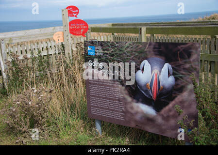 Informationen über Papageientaucher bei der RSPB Sea Bird sanctaury an Bempton Cliffs in der nähe von Anacapri auf der Ostküste von North Yorkshire Stockfoto