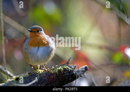 Robin (Erithacus Rubecula) Rouge-Gorge Stockfoto