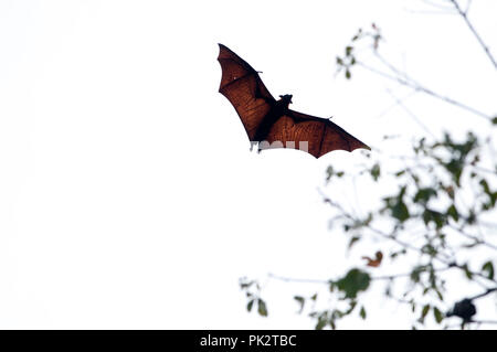 Große Flying Fox (Pteropus vampyrus) - Südthailand Roussette de Malaisie-Grand renard Volant Stockfoto