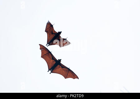 Große Flying Fox (Pteropus vampyrus) - Südthailand Roussette de Malaisie-Grand renard Volant Stockfoto