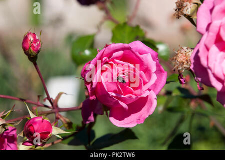 Sydney Australien, Rosa Blüte Bush mit Biene im Flug rose Stockfoto
