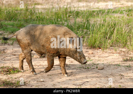 Eurasische Wildschwein (Sus scrofa) - Körper bedeckt mit Schlamm - Thailand Sanglier Stockfoto