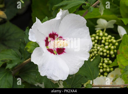Einzelne Blume des weißen Laubbäume Hibiscus 'Red Heart' (AKA stieg von Sharon 'Red Heart') Strauch im frühen Herbst in West Sussex, England, UK. Stockfoto