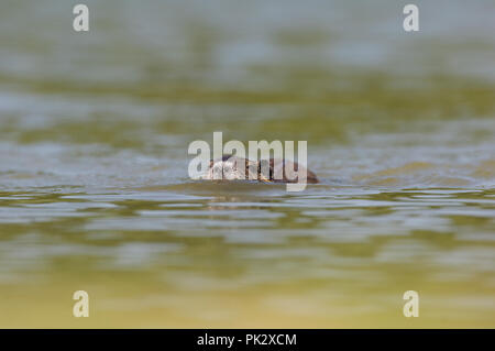 Nutrias - Nutria (Myocastor nutria) Ragondin Stockfoto