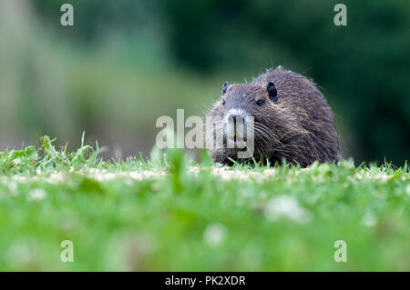 Nutrias - Nutria (Myocastor nutria) - junge Ragondin Stockfoto